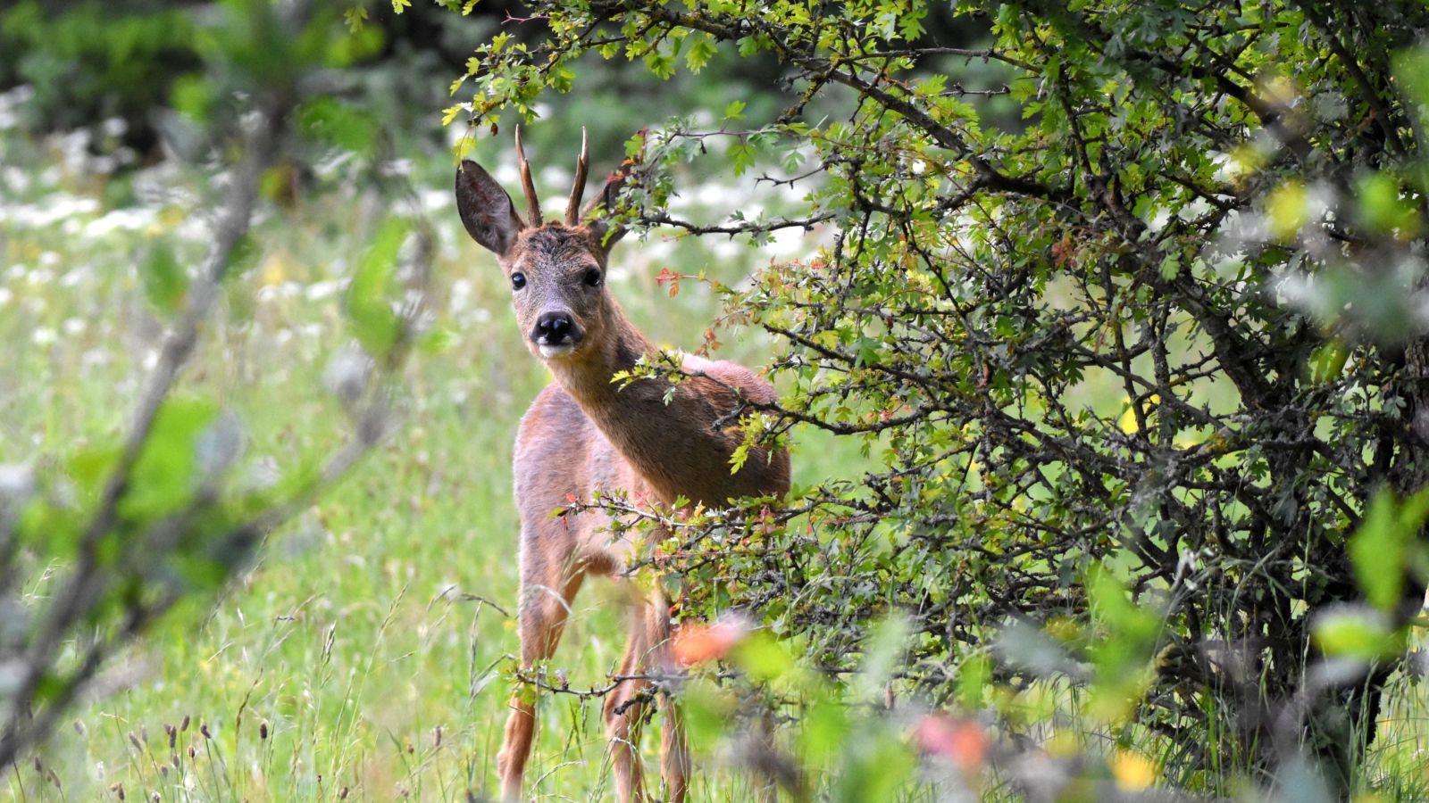 Bild zu Welche Rolle spielt das Wild?