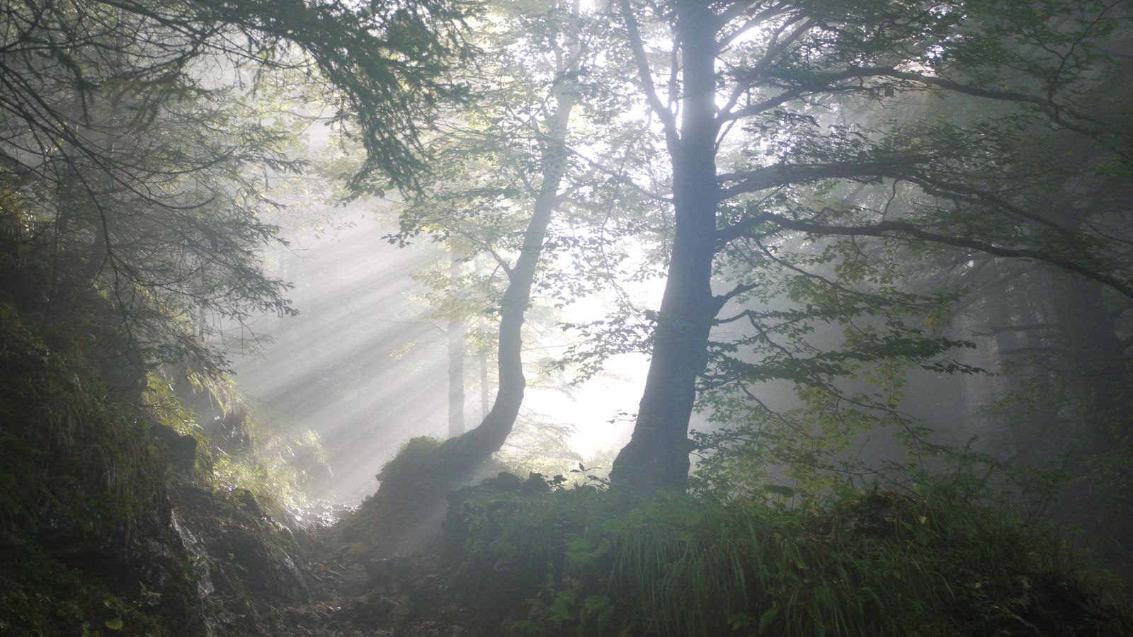 Bild zu Warum ist Jagd wichtig?